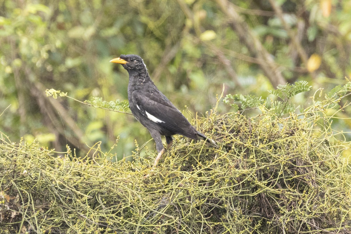 Great Myna - ML643412146