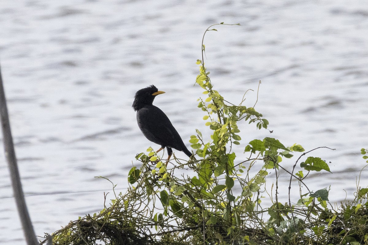 Great Myna - ML643412147