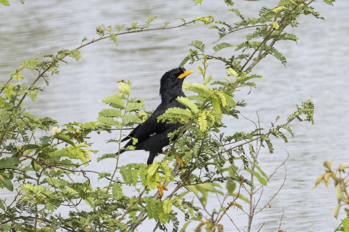 Great Myna - ML643412148