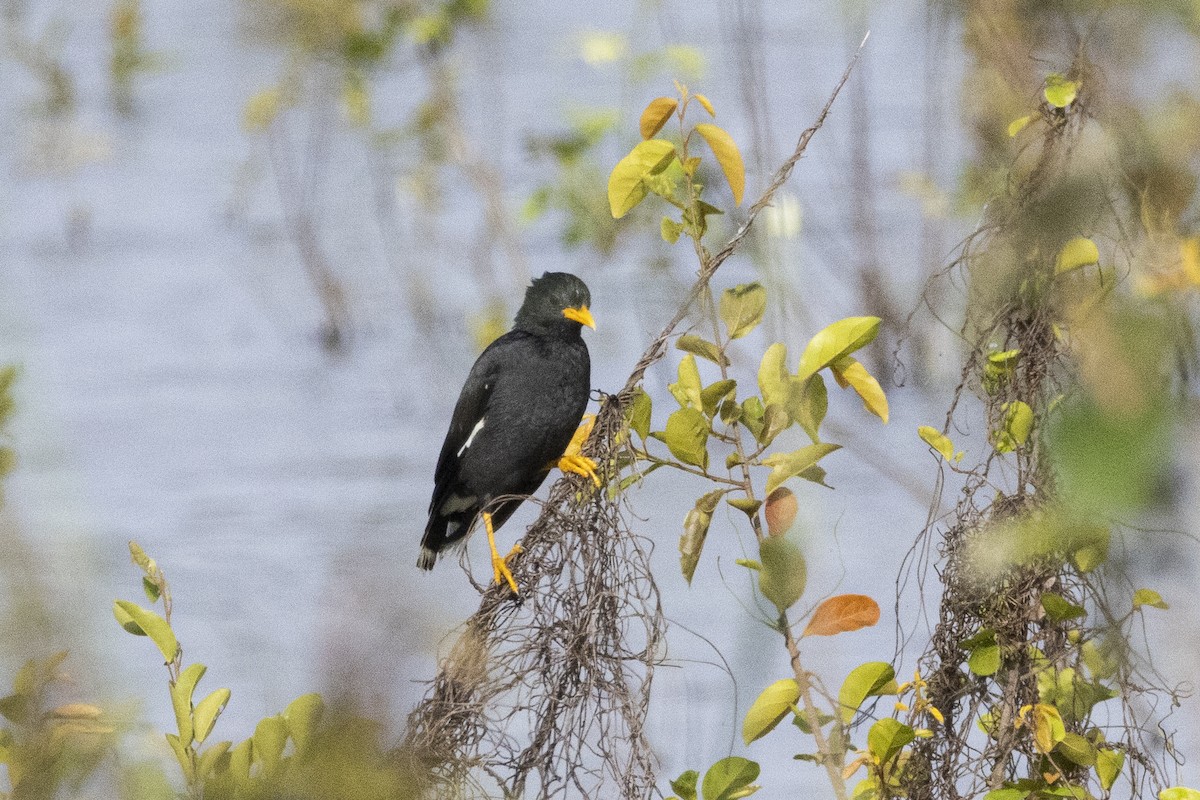 Great Myna - ML643412149