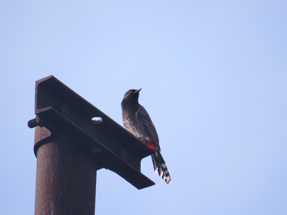 Red-vented Bulbul - ML643412150