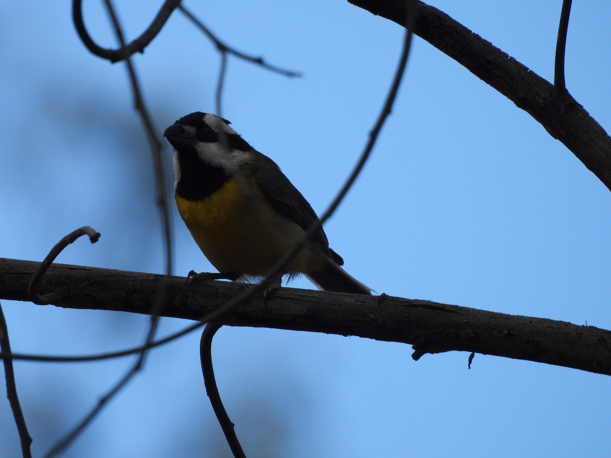 Eastern Shrike-tit - ML643412151