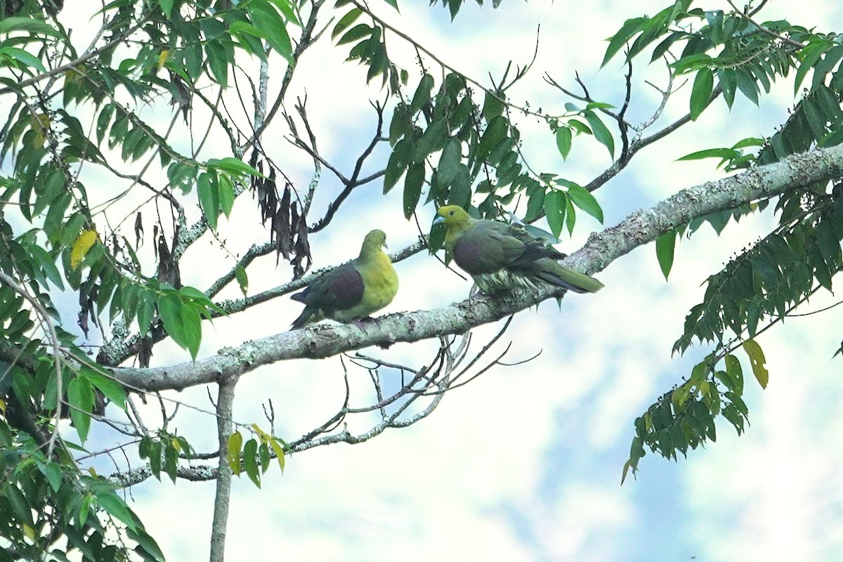 White-bellied Green-Pigeon - ML643412152