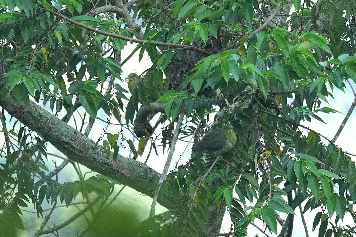 White-bellied Green-Pigeon - ML643412153