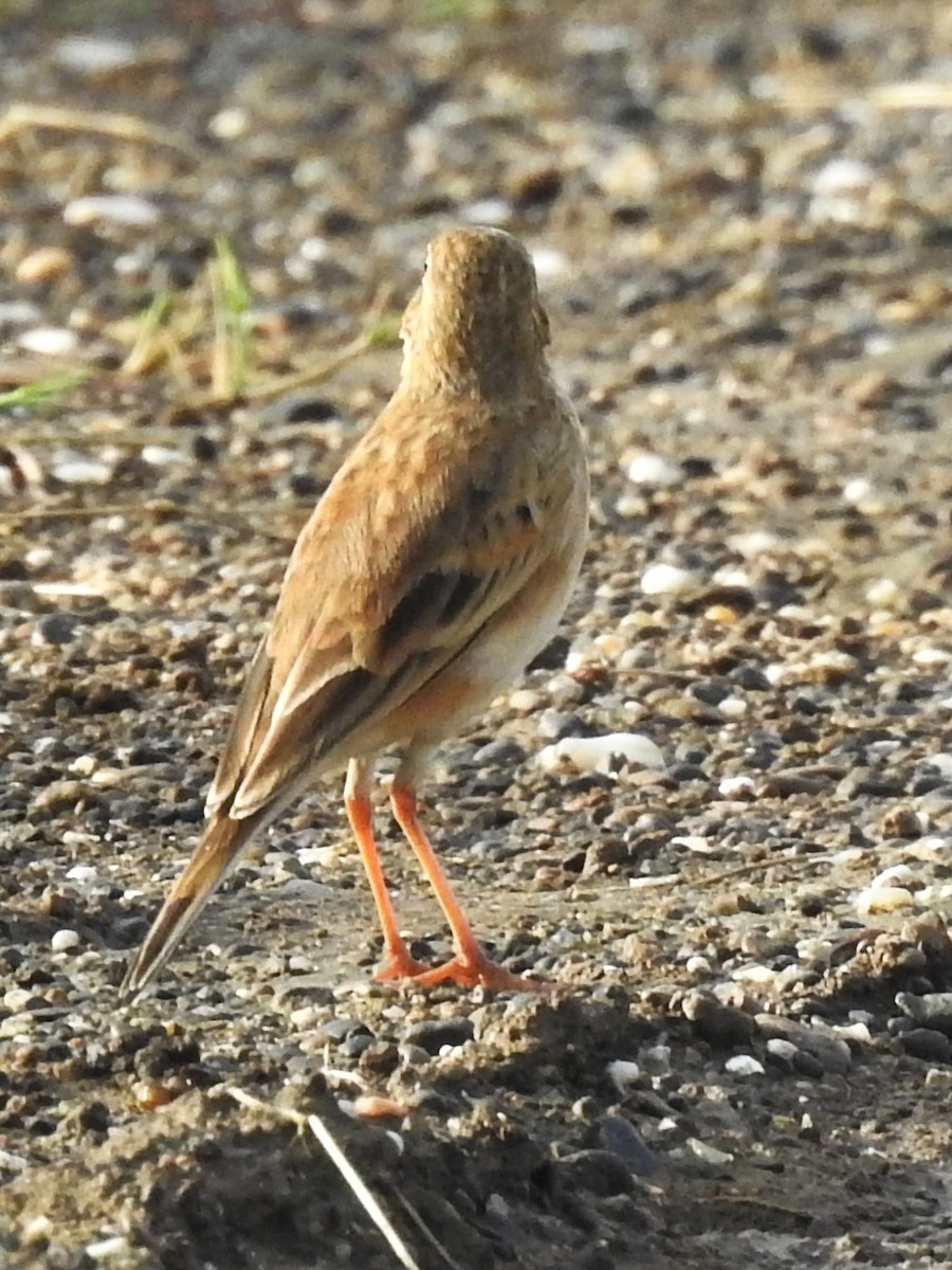 Paddyfield Pipit - ML643412154
