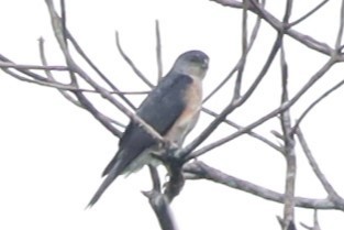 Japanese Sparrowhawk - ML643412162