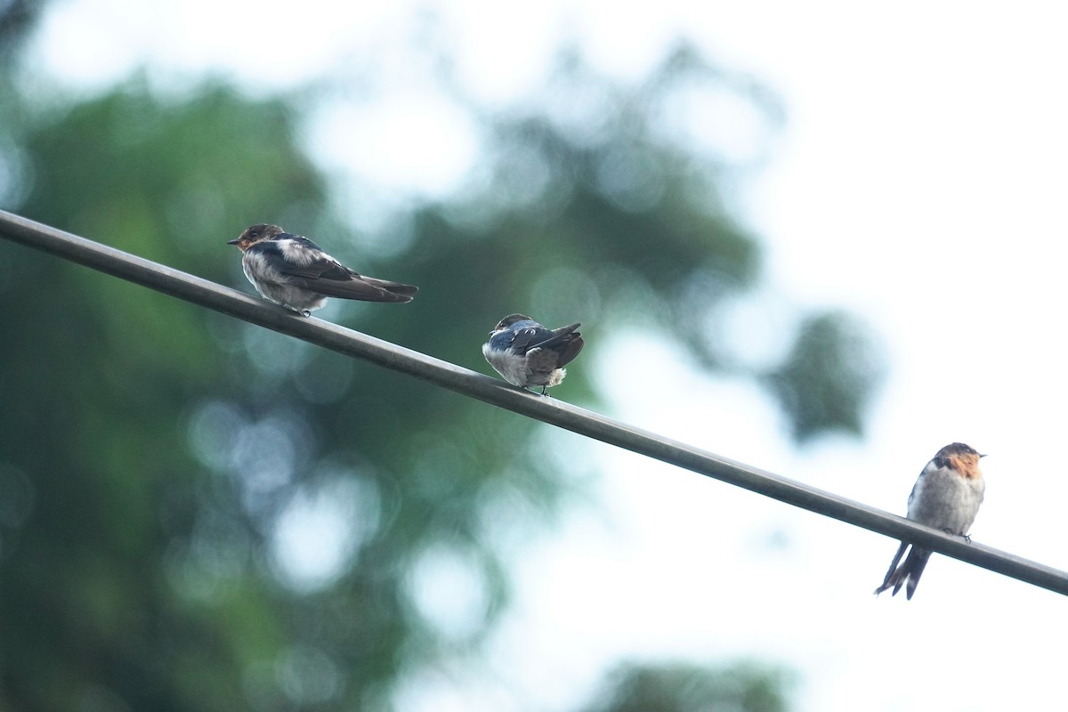 Pacific Swallow - ML643412213