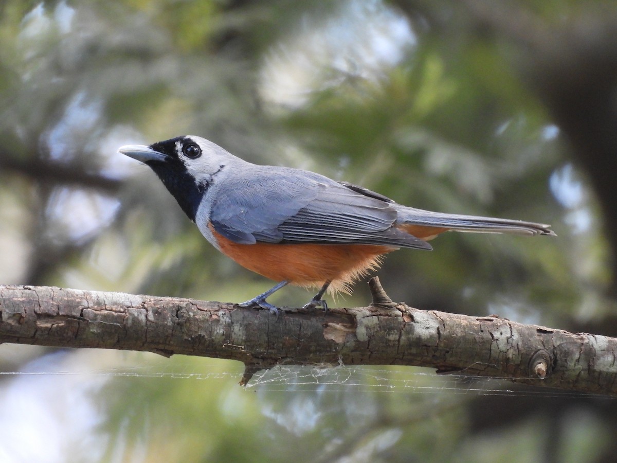 Black-faced Monarch - ML643412216
