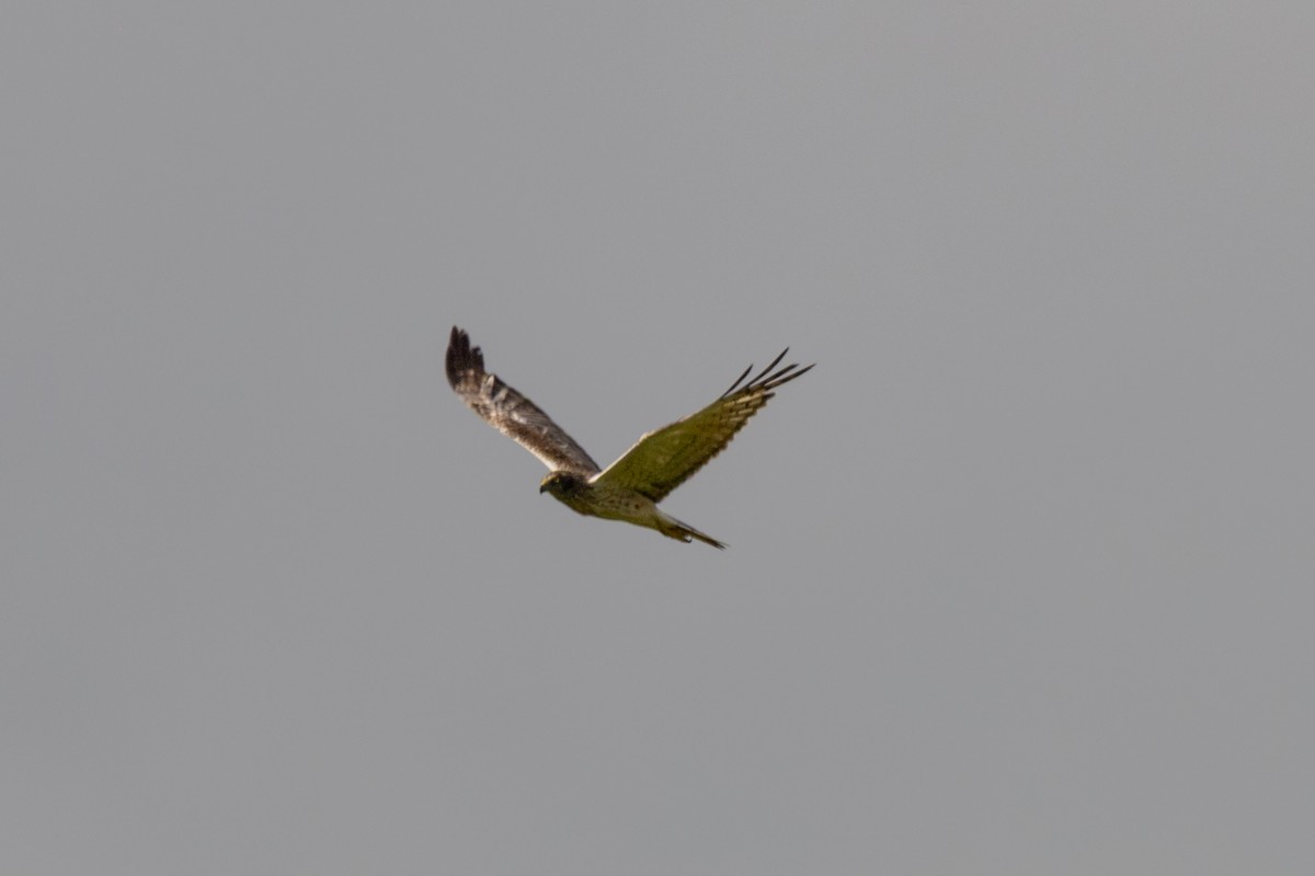 Eastern Marsh Harrier - ML643412218