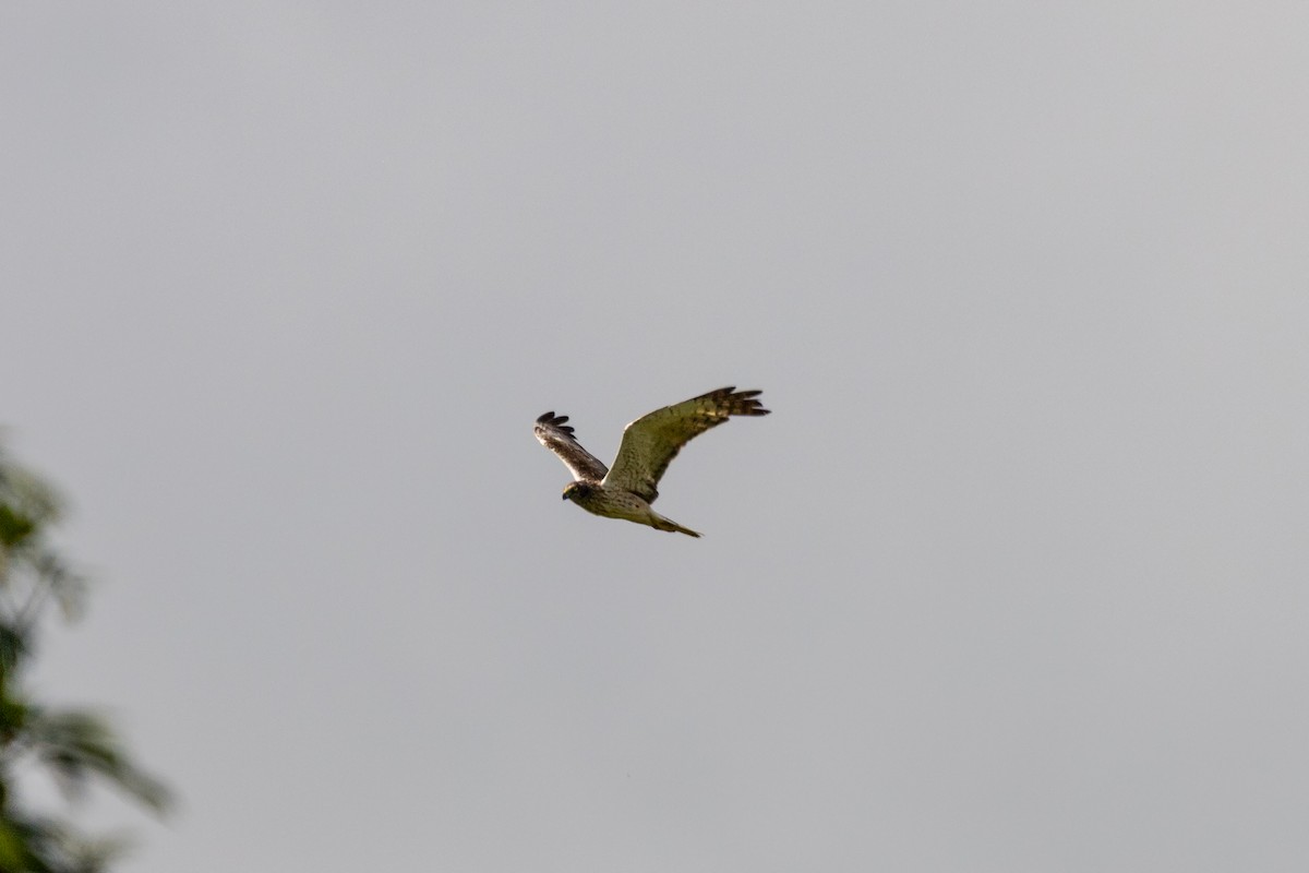 Eastern Marsh Harrier - ML643412219