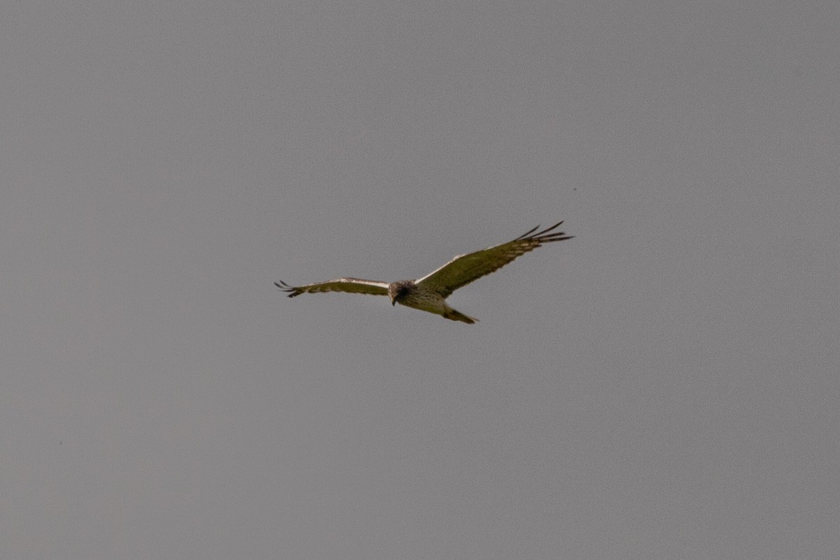 Eastern Marsh Harrier - ML643412220