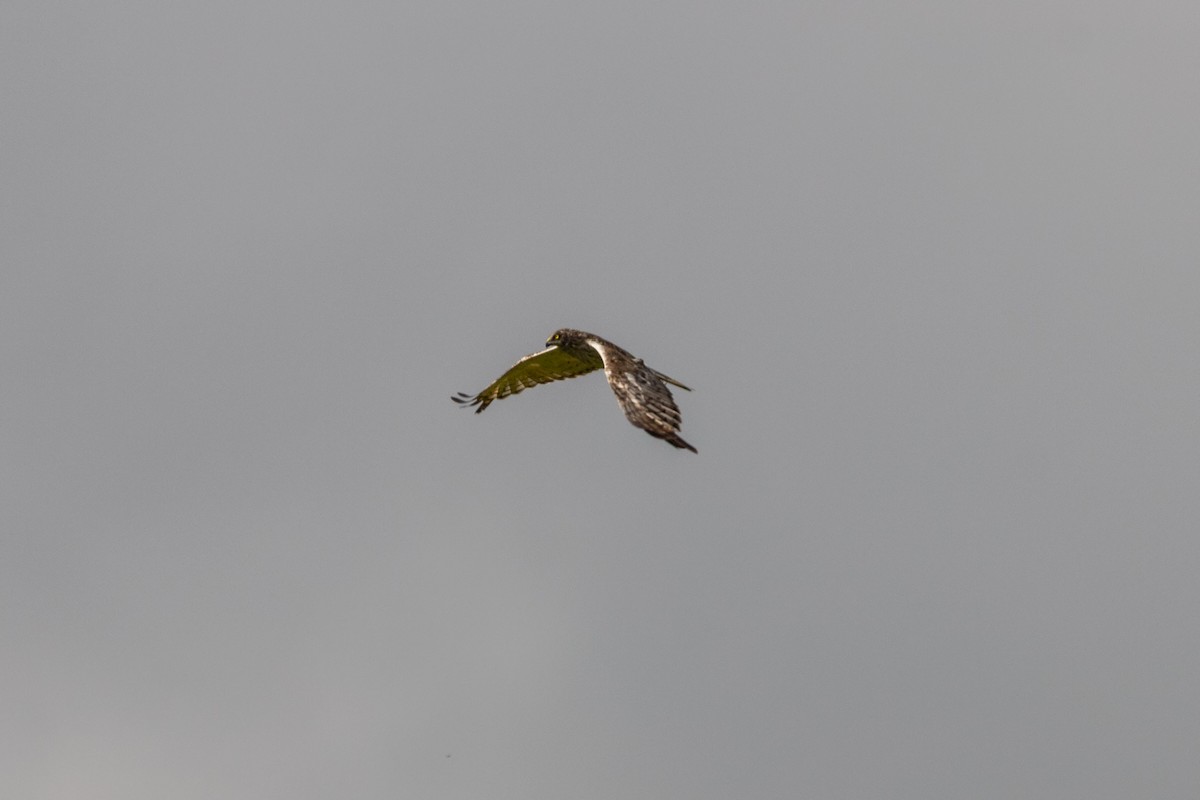 Eastern Marsh Harrier - ML643412221