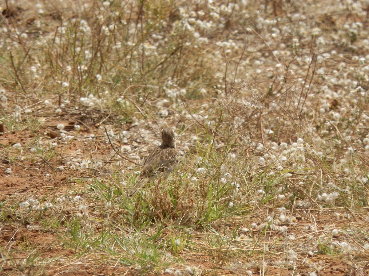 Australian Pipit - ML643412225
