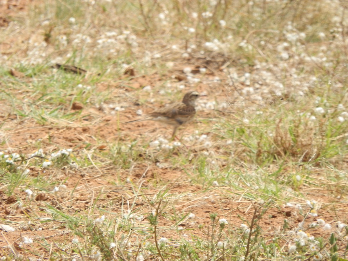 Australian Pipit - ML643412226