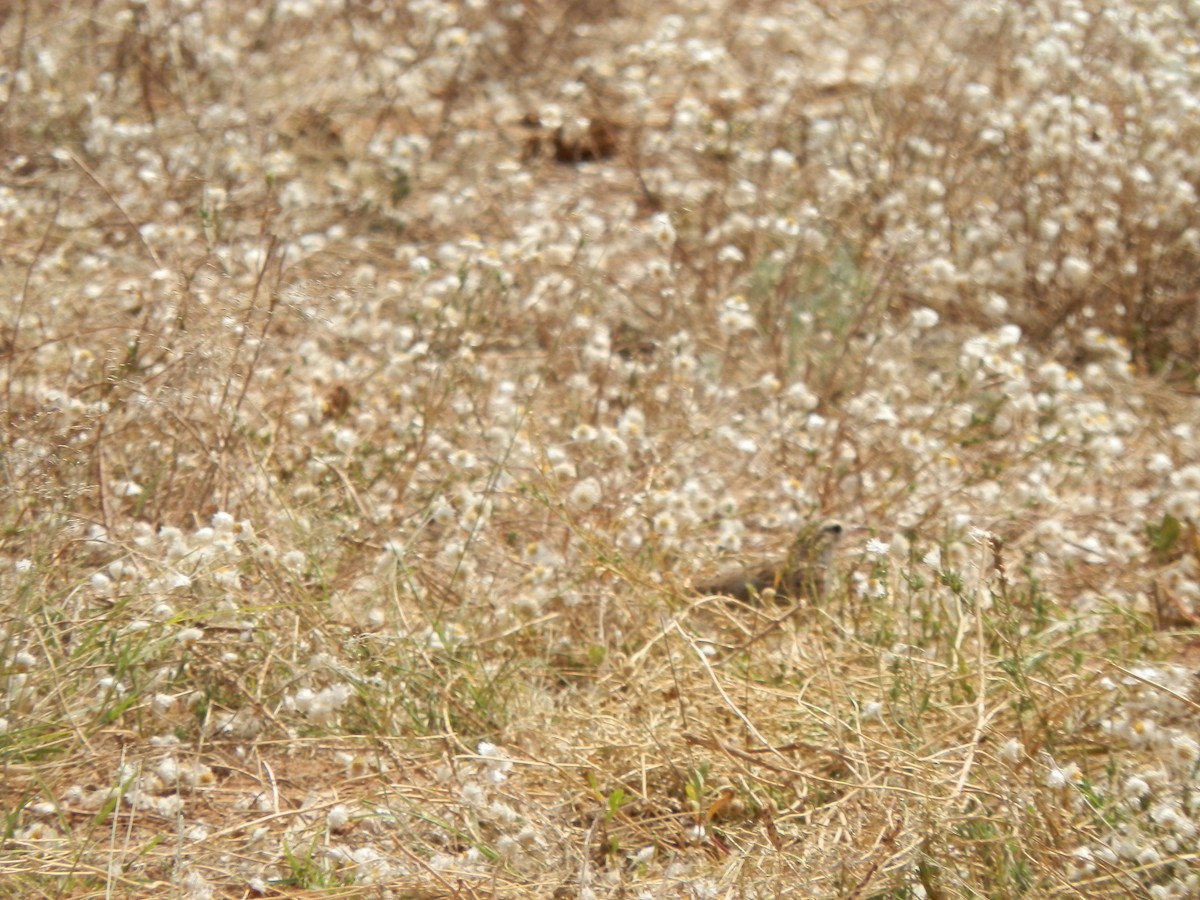 Australian Pipit - ML643412227