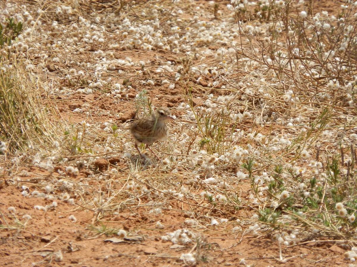 Australian Pipit - ML643412228