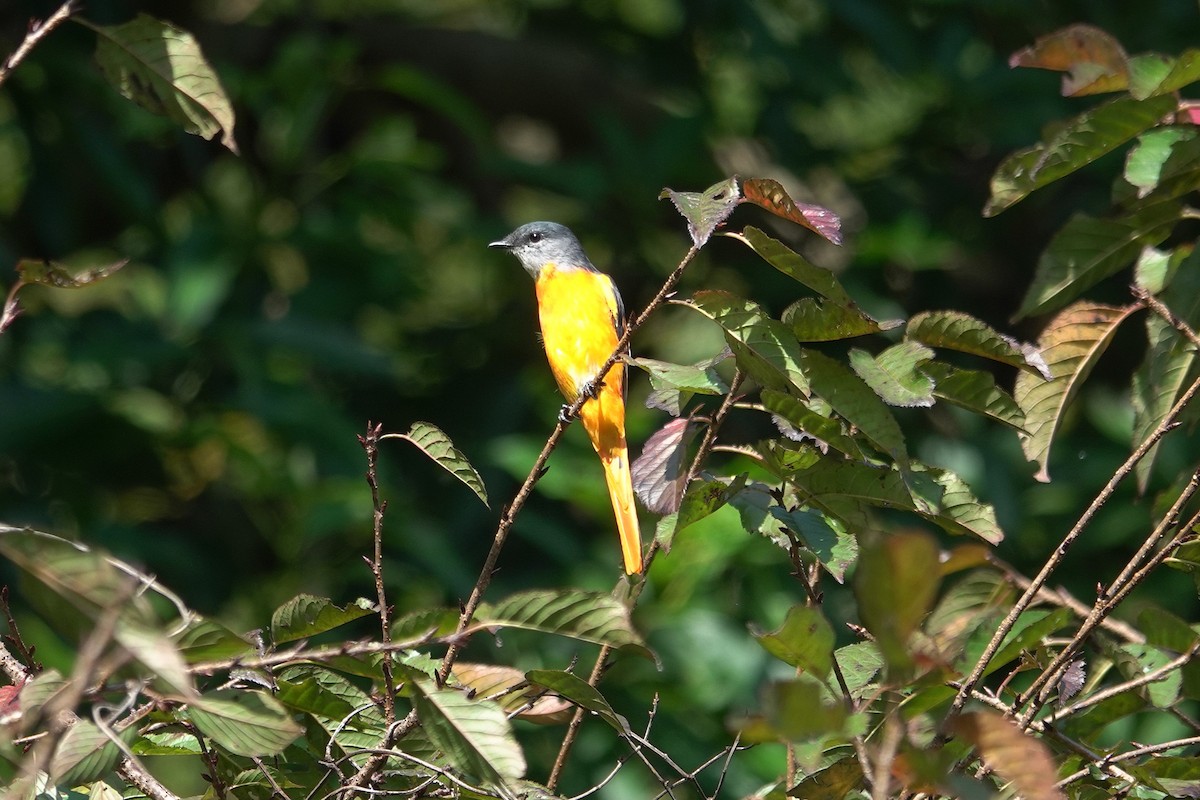 Gray-chinned Minivet - ML643412239