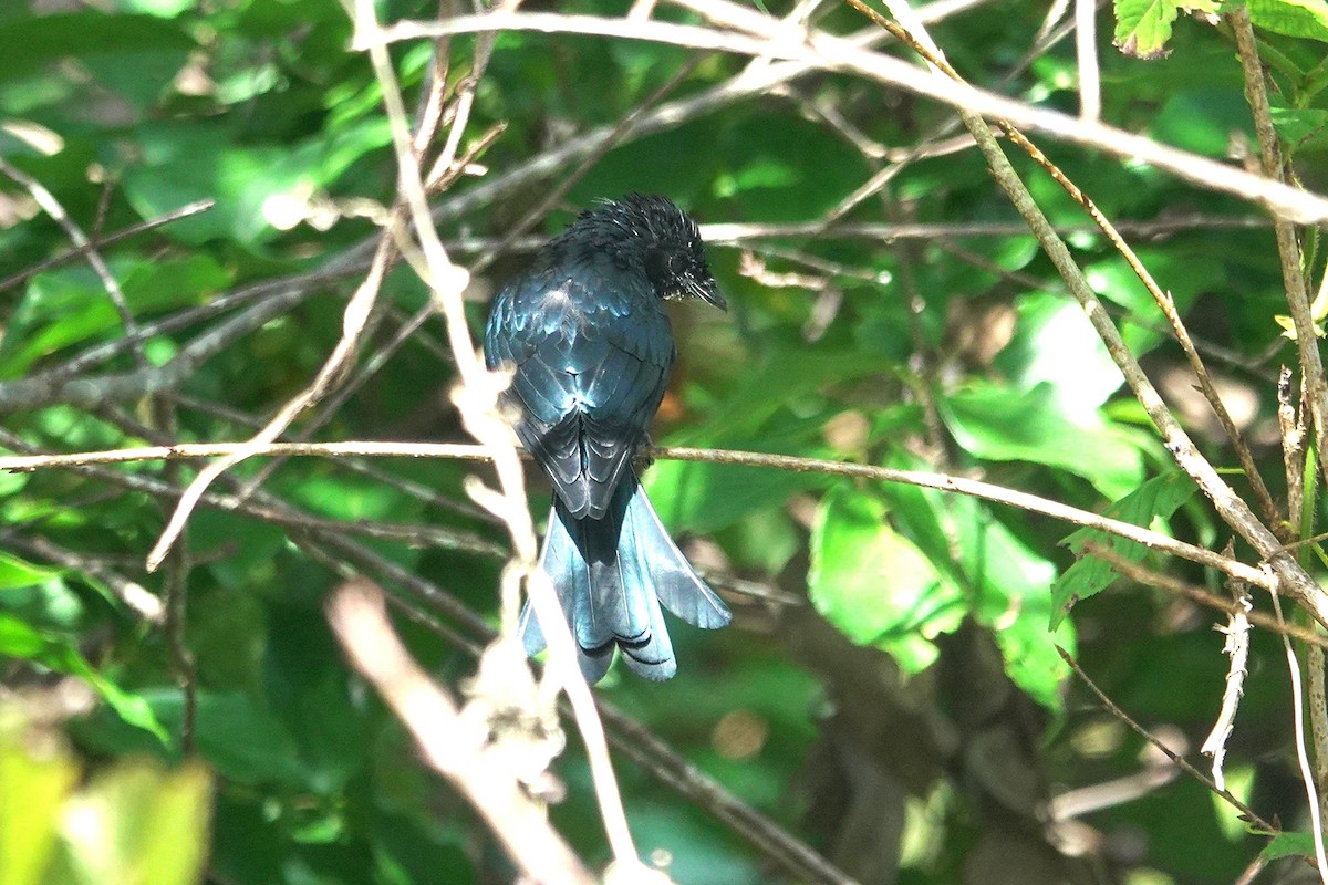 Drongo bronzé - ML643412255