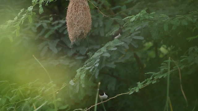 コシジロキンパラ - ML643412256