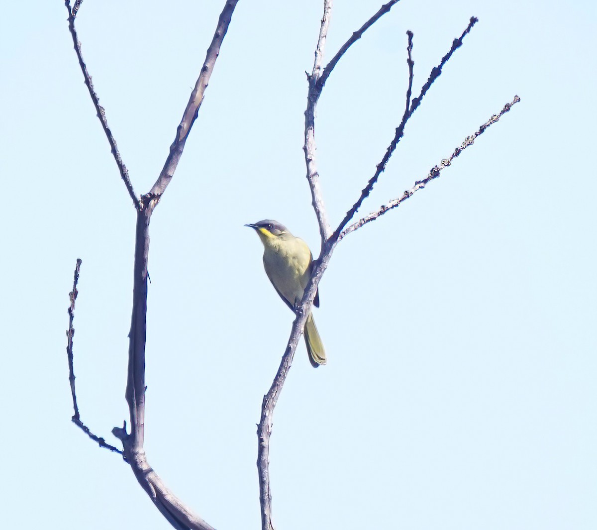 Purple-gaped Honeyeater - ML643412259