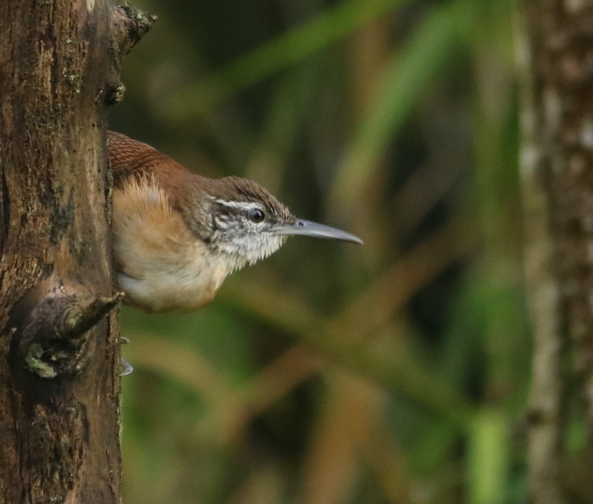 Long-billed Wren - ML643412275