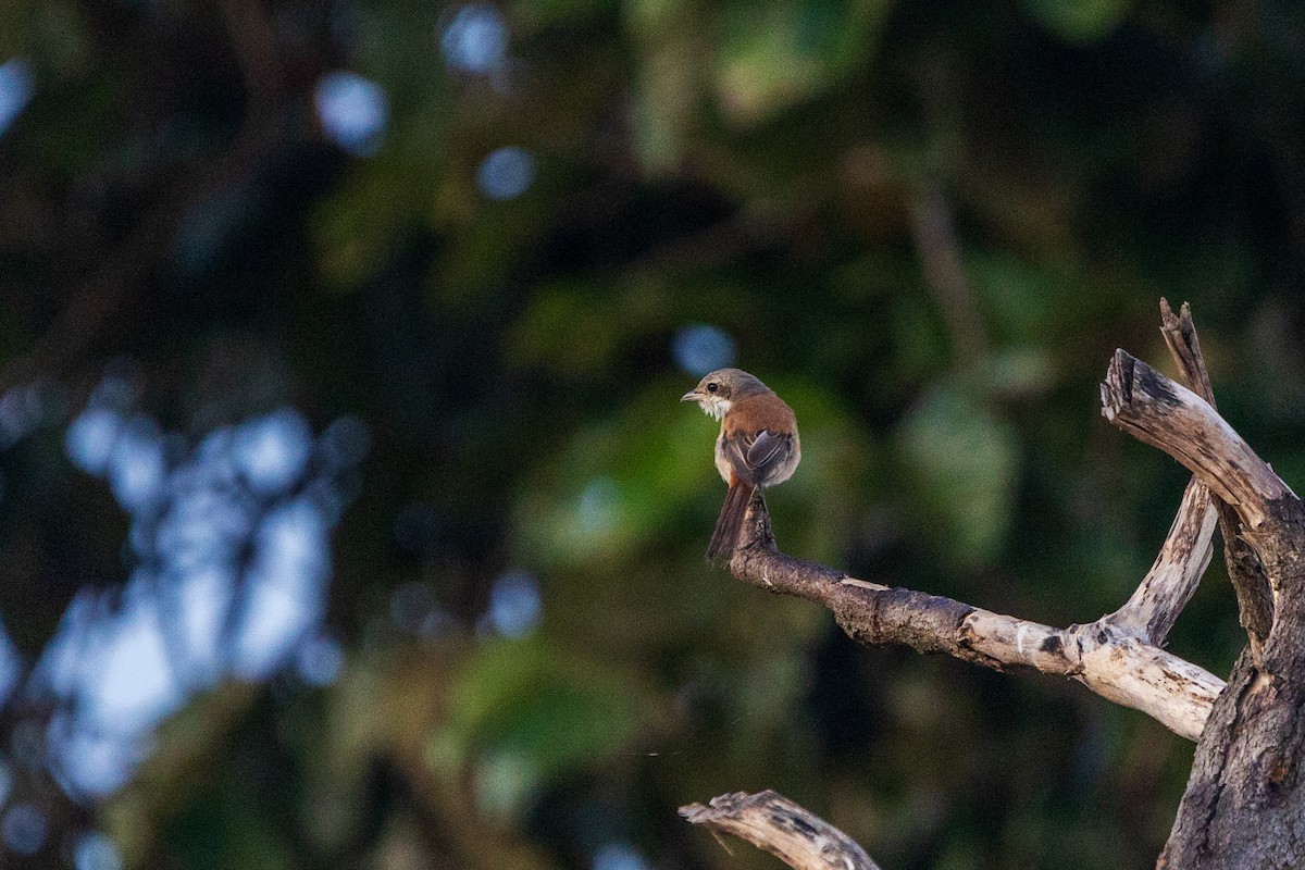 Burmese Shrike - ML643412278