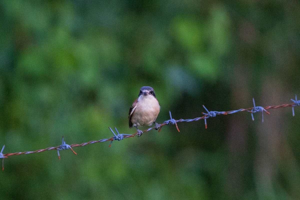 Burmese Shrike - ML643412279