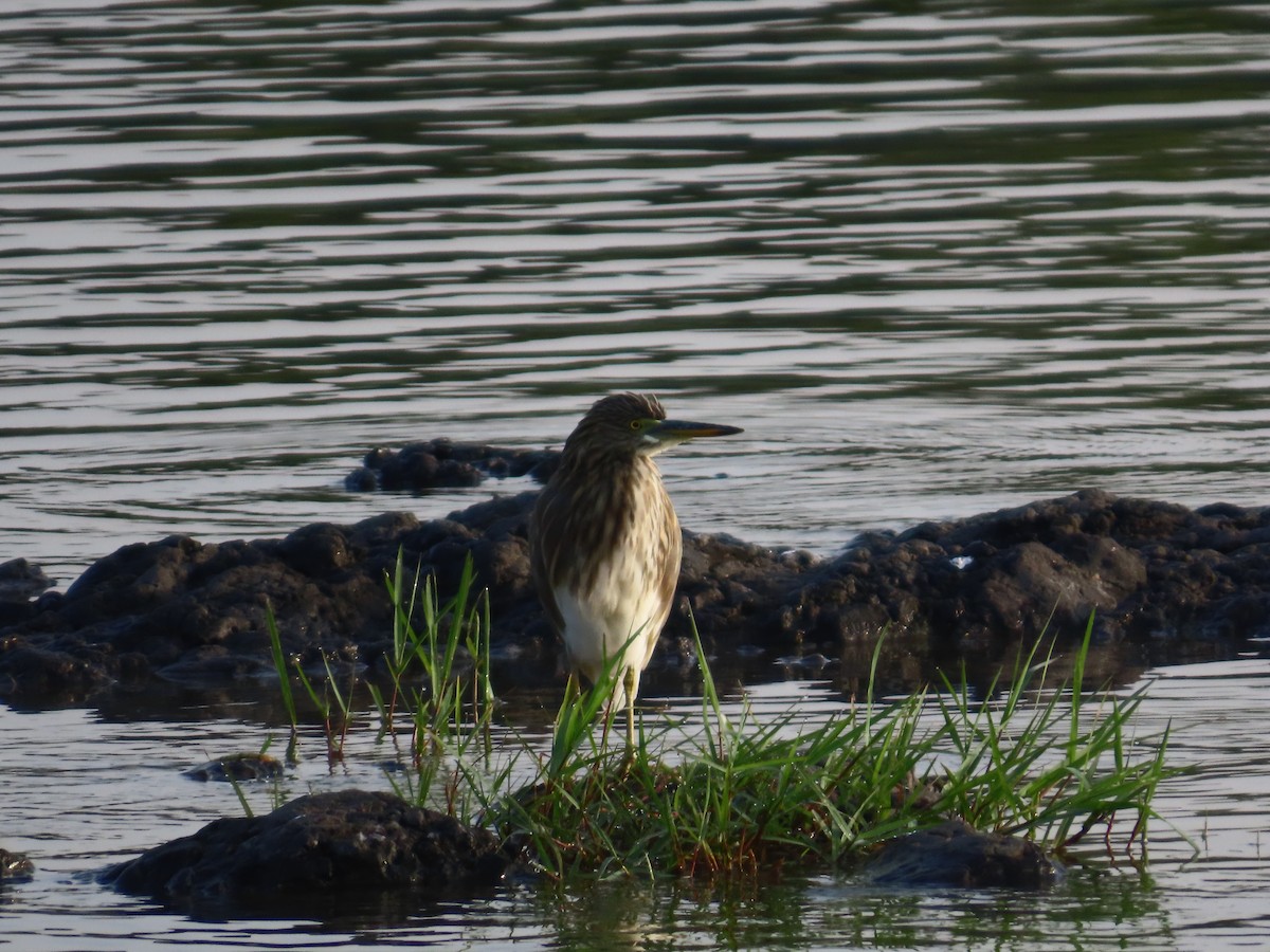 mangrovehegre - ML643412291