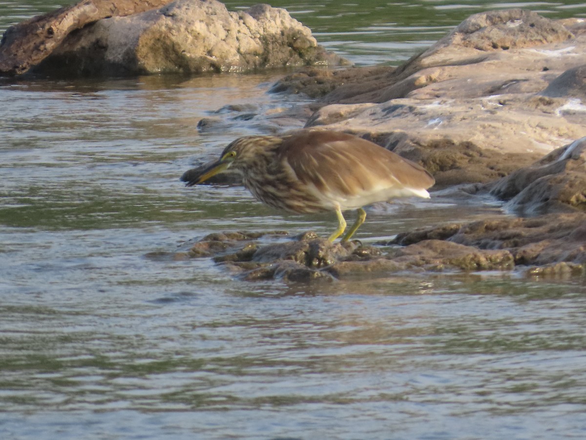 mangrovehegre - ML643412298