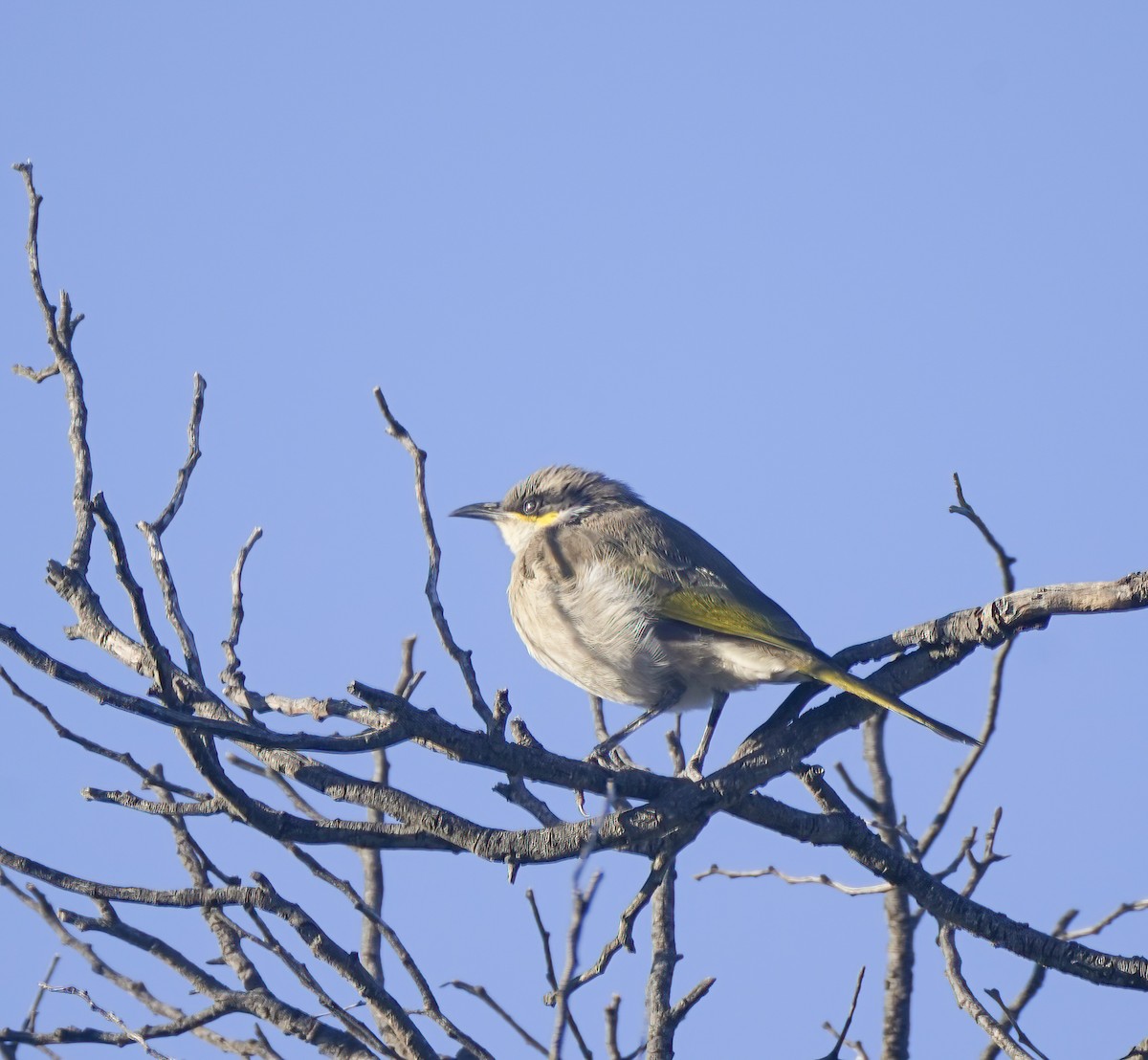 Singing Honeyeater - ML643412300