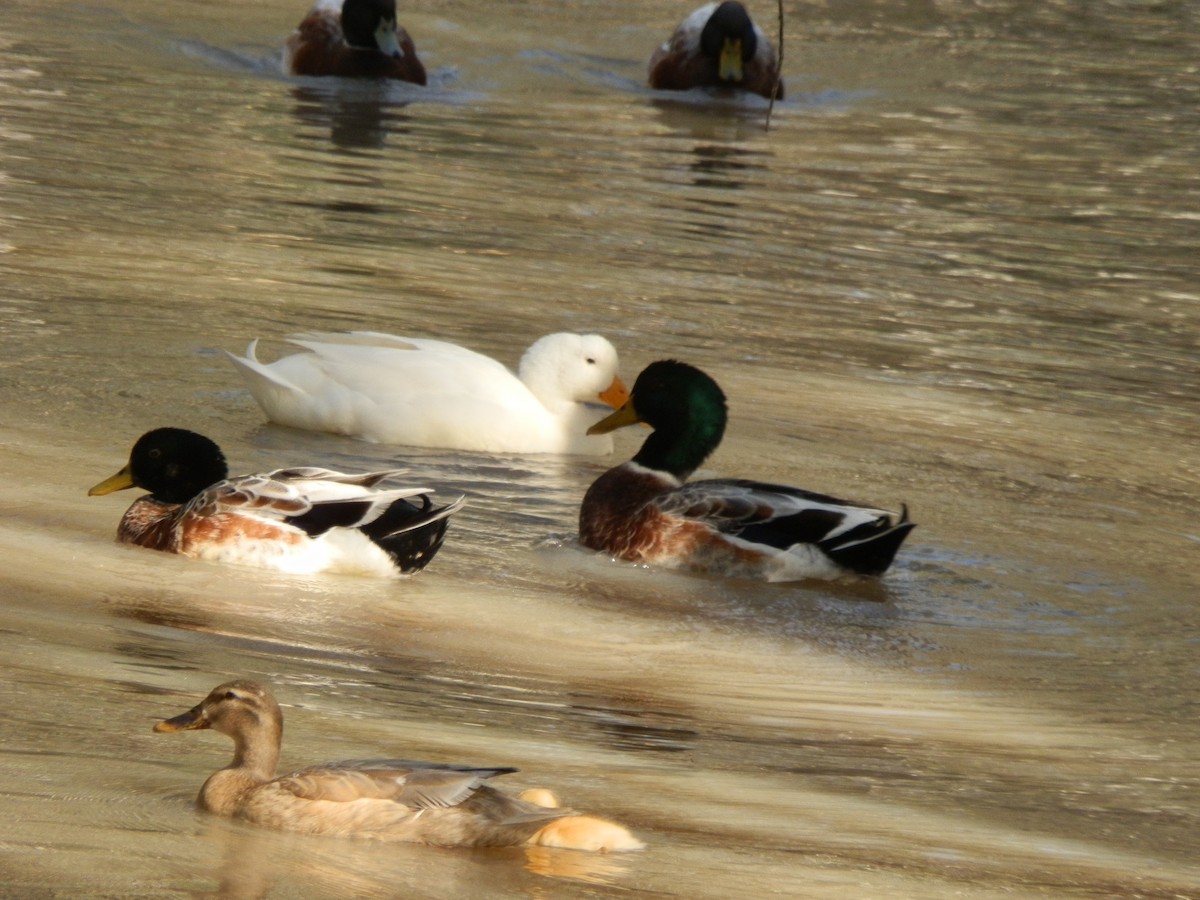 Mallard (Domestic type) - ML643412302
