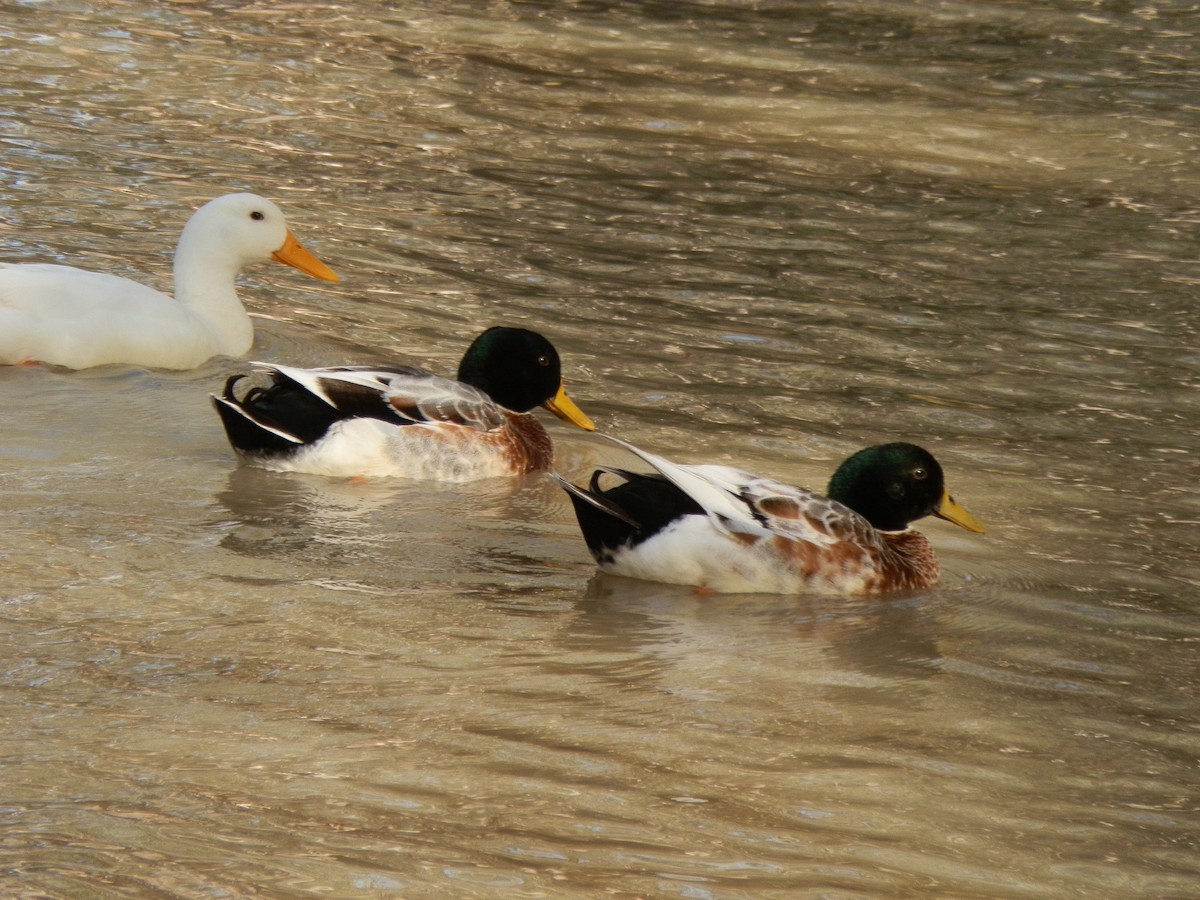 Mallard (Domestic type) - ML643412303