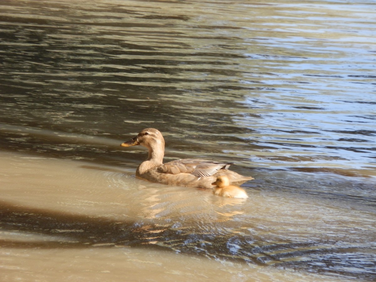Mallard (Domestic type) - ML643412304