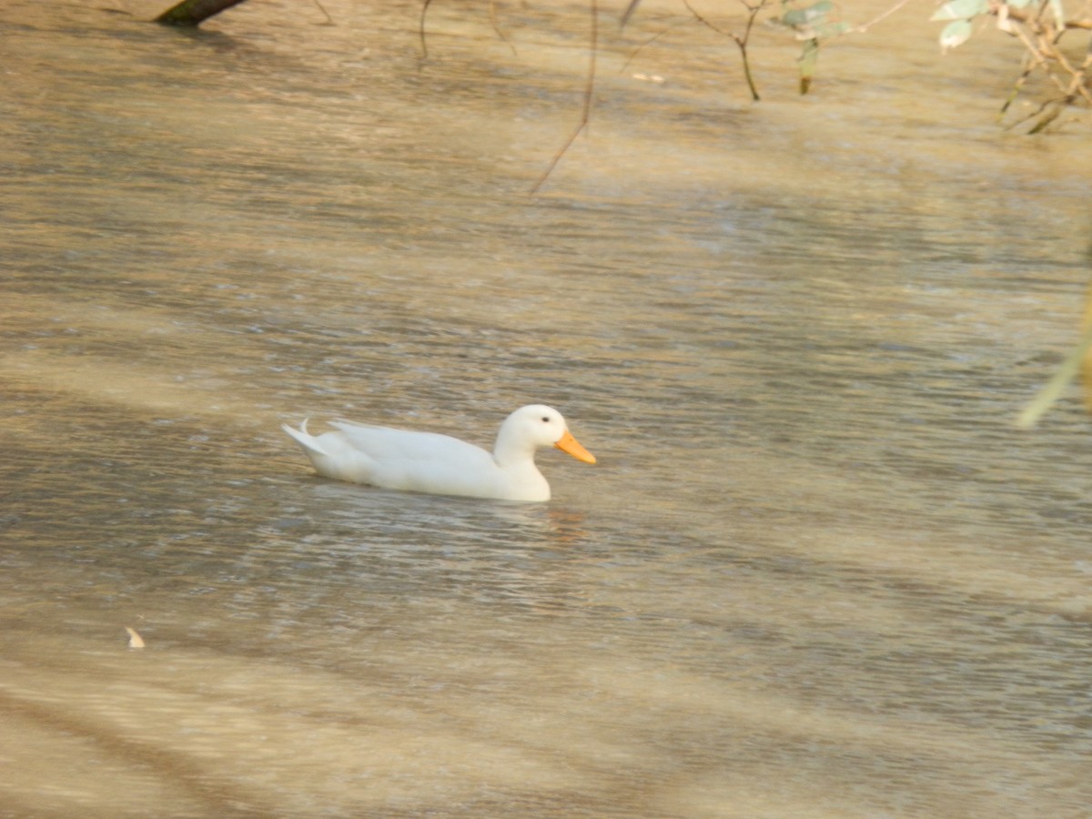 Mallard (Domestic type) - ML643412305