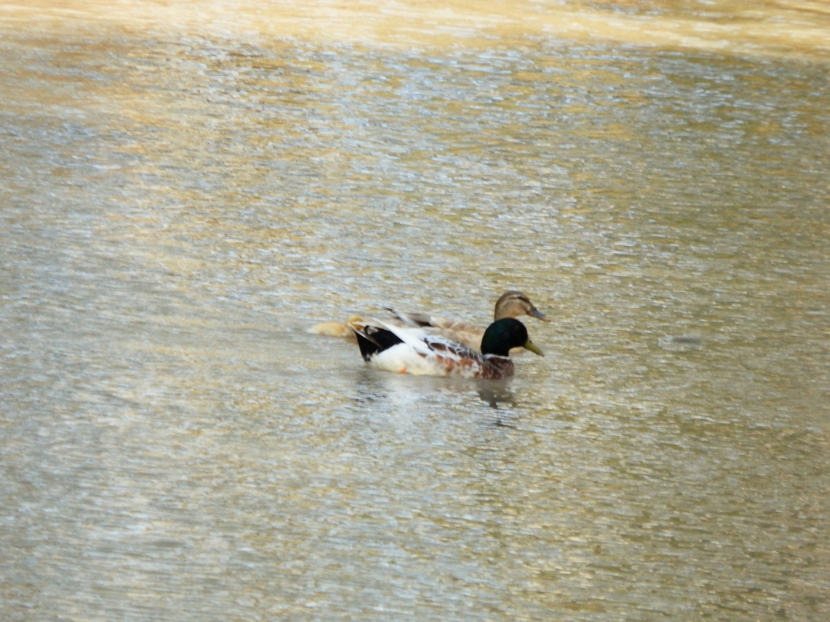 Mallard (Domestic type) - ML643412306