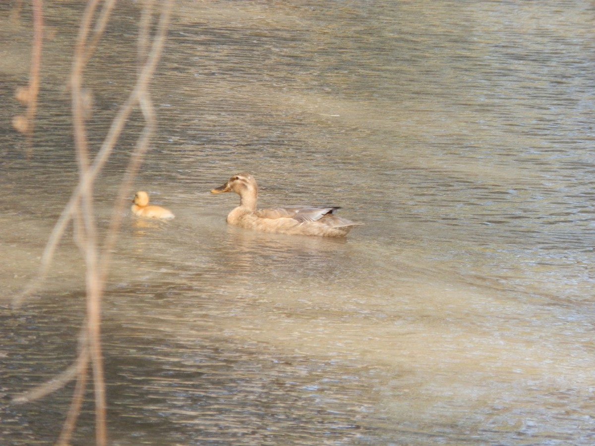 Mallard (Domestic type) - ML643412307