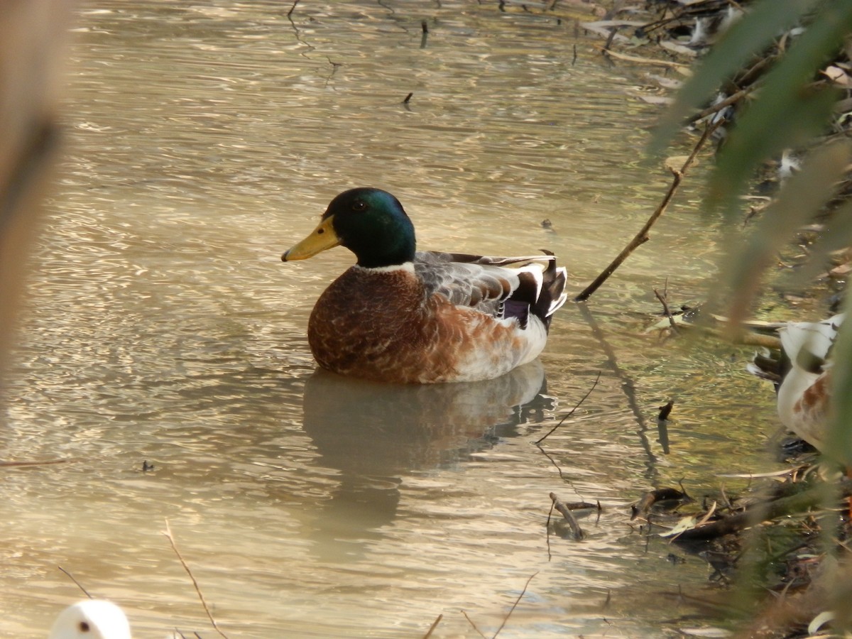 Mallard (Domestic type) - ML643412308