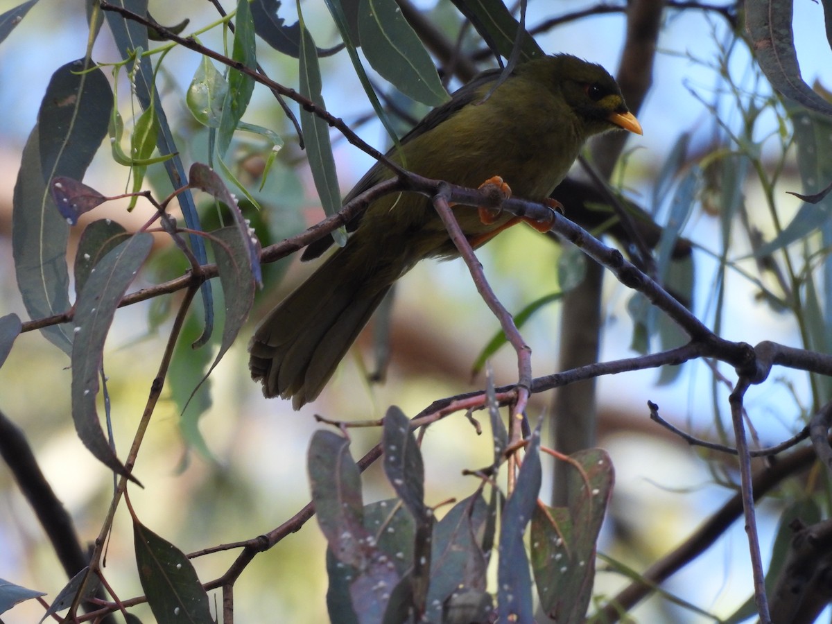 Bell Miner - ML643412311