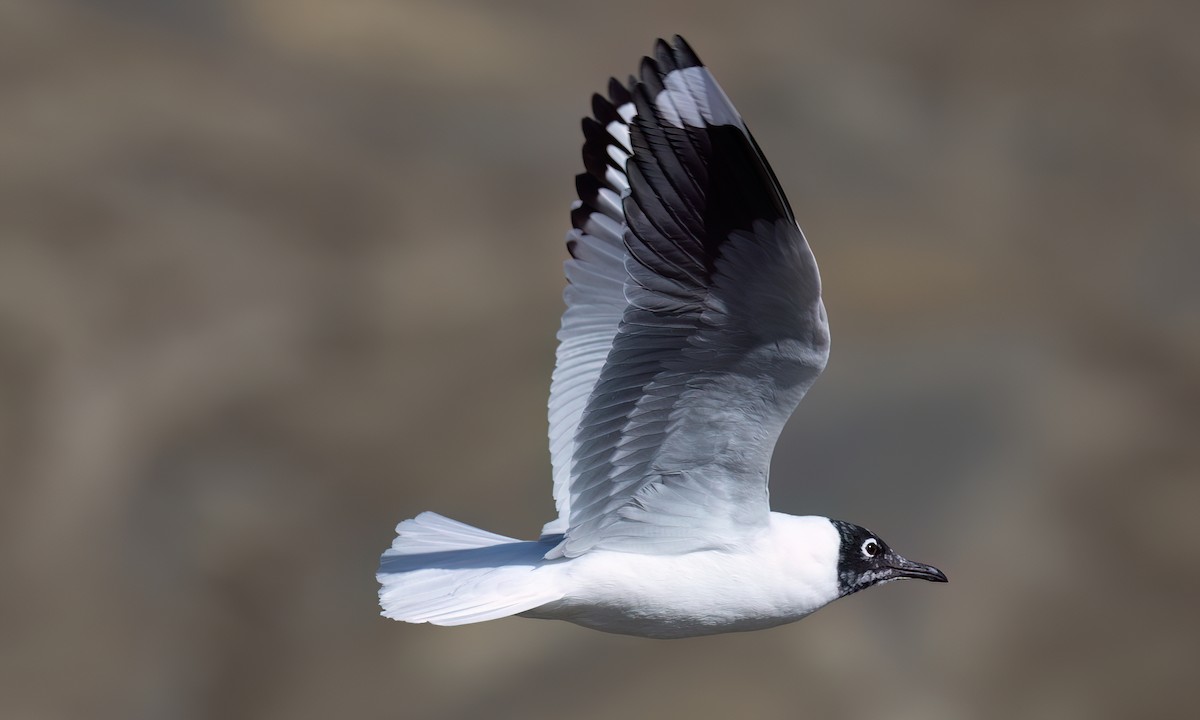 Mouette des Andes - ML643412318