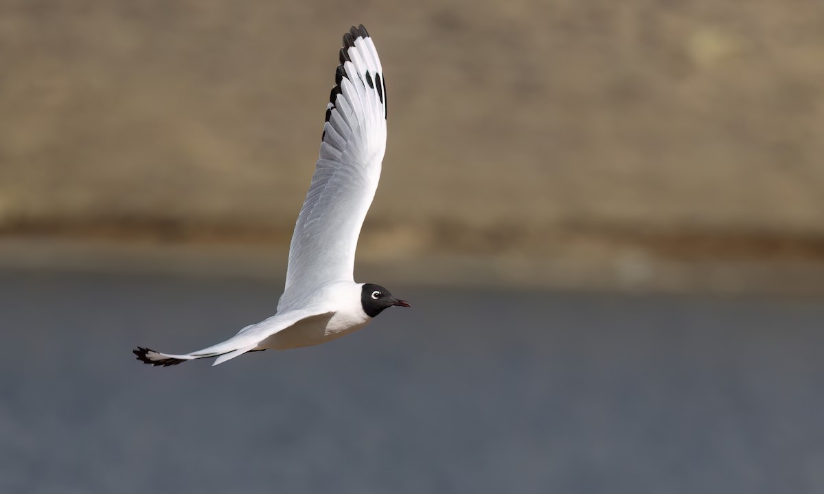 Mouette des Andes - ML643412319