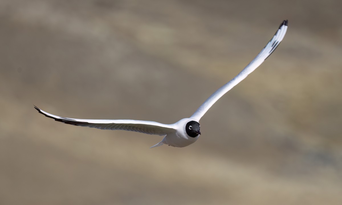 Mouette des Andes - ML643412320