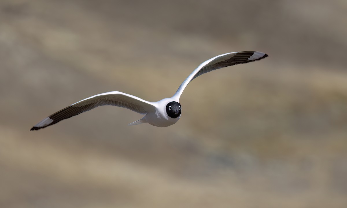 Mouette des Andes - ML643412321