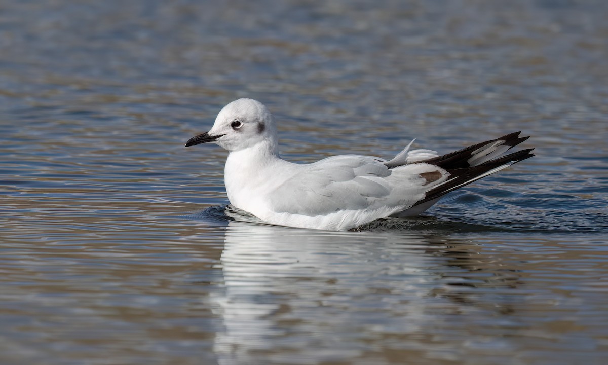 Mouette des Andes - ML643412322