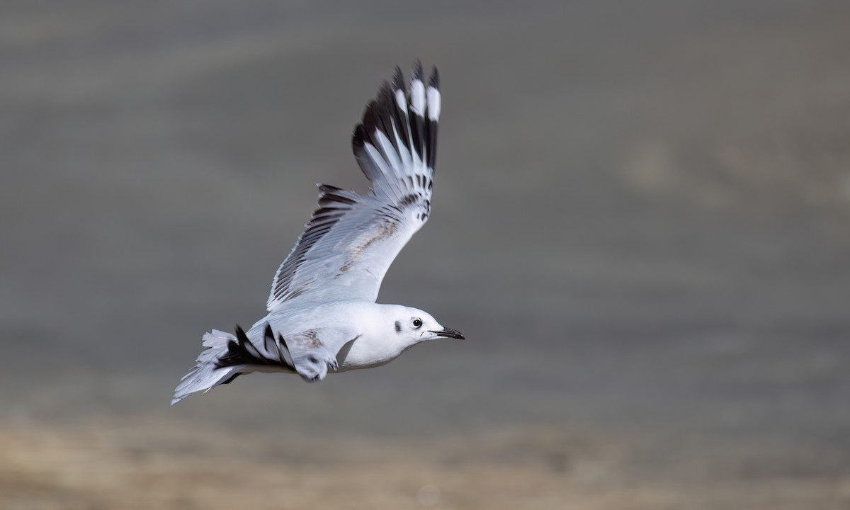 Mouette des Andes - ML643412323