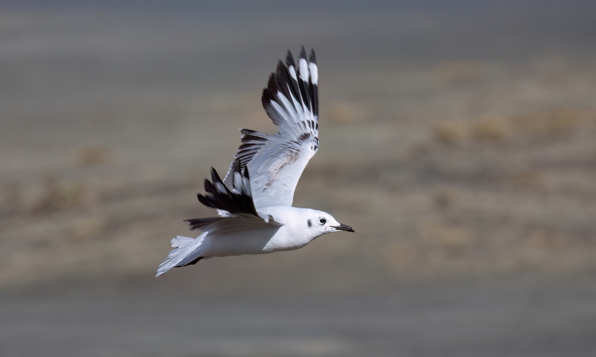 Mouette des Andes - ML643412324