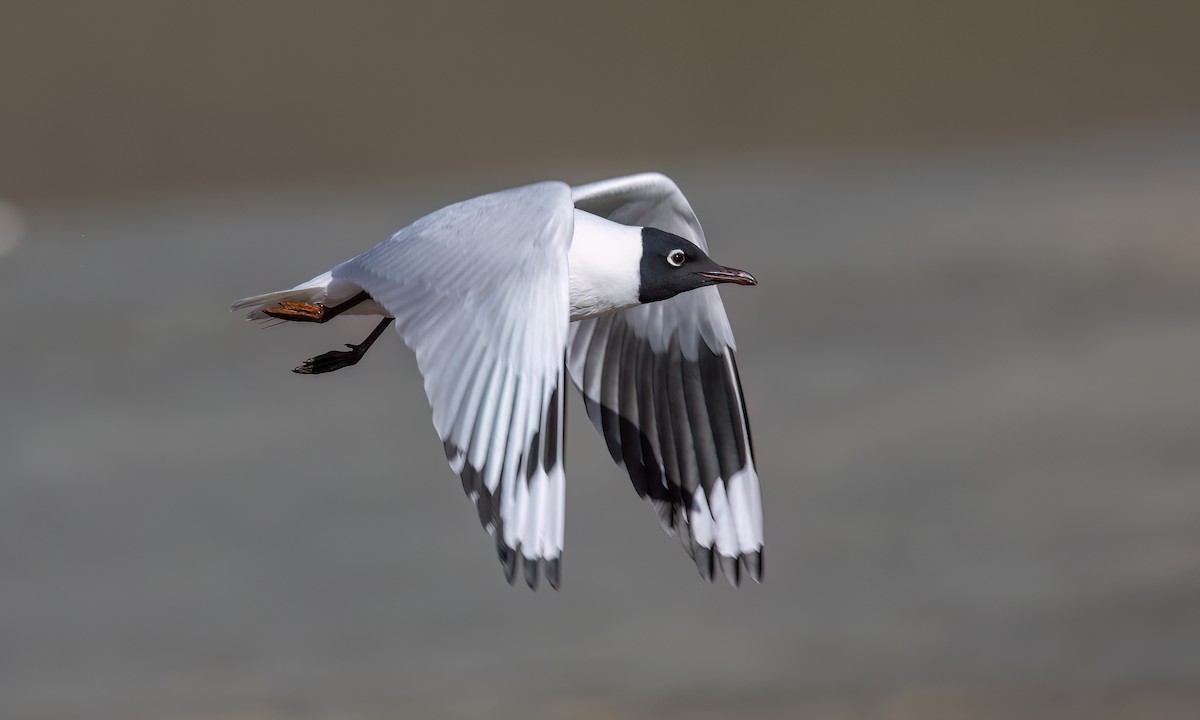 Mouette des Andes - ML643412325