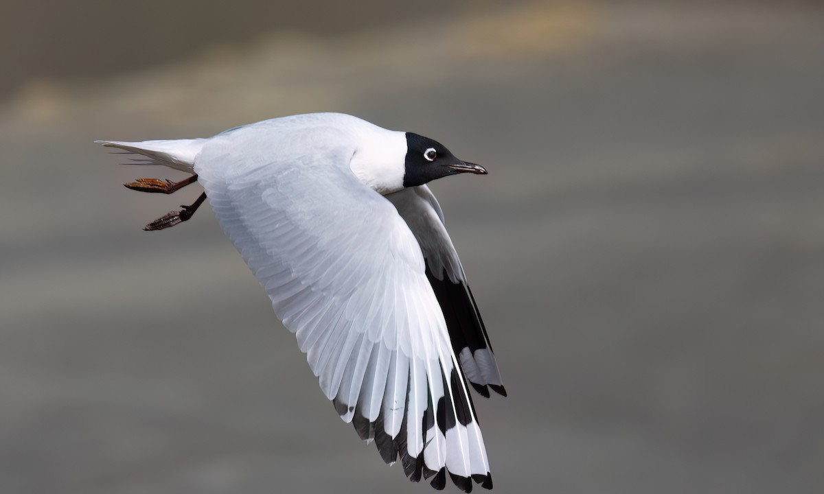 Mouette des Andes - ML643412326