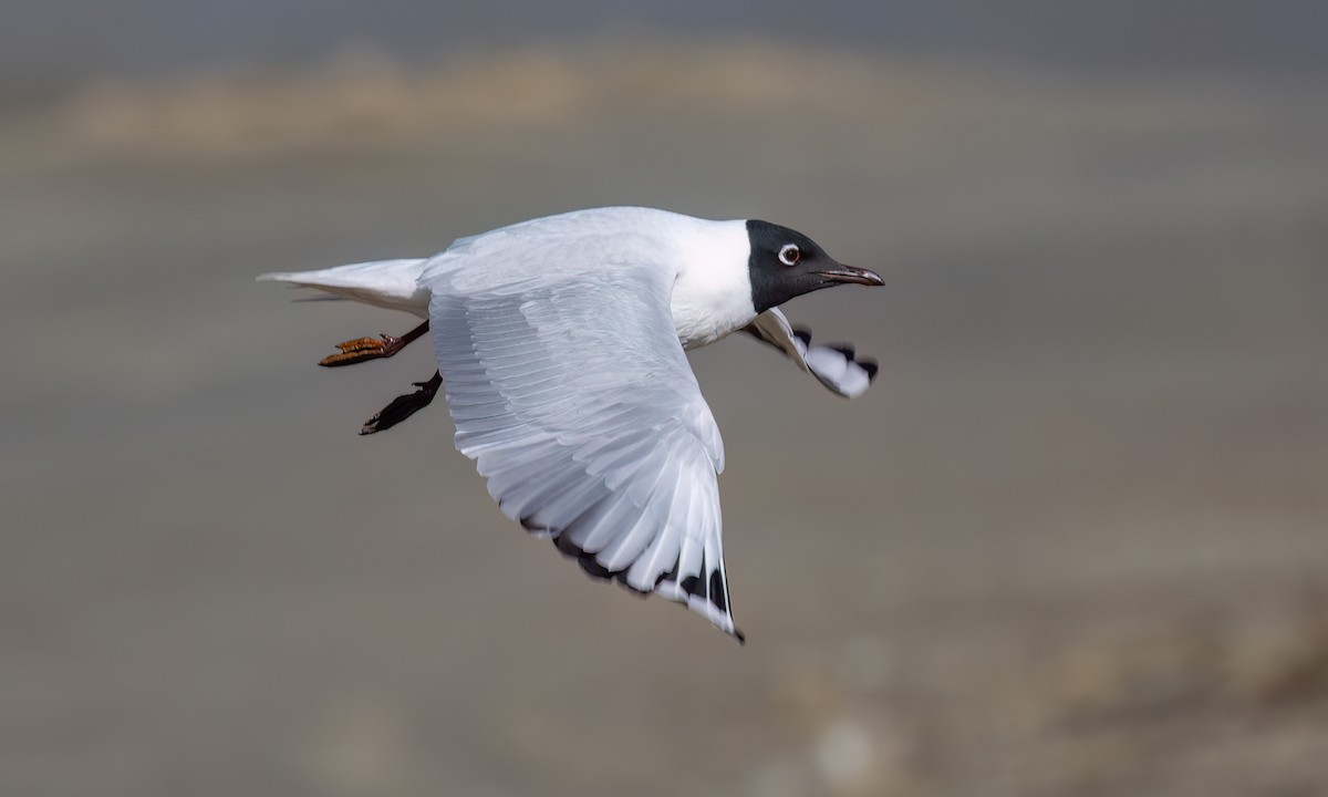 Mouette des Andes - ML643412327