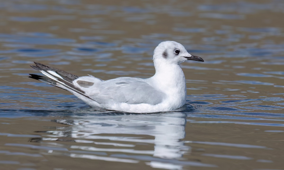 Mouette des Andes - ML643412328
