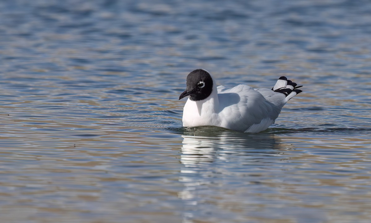 Mouette des Andes - ML643412329